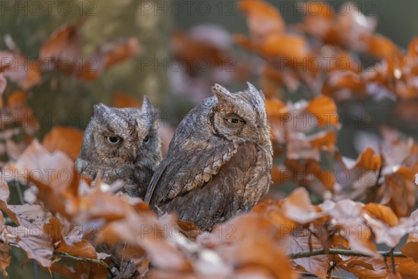 Two Eurasian scops owls (Otus scops)sitting on a twig of a beech tree, embedded in brown leafs