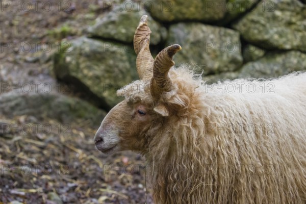 Portrait of a white Racka or Hortobágy Racka Sheep (Ovis aries strepsiceros hungaricus) with its
