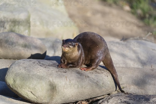 One oriental small-clawed otter or Asian small-clawed otter (Aonyx cinerea), rests on a rock