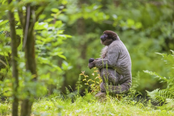 A common woolly monkey, brown woolly monkey, or Humboldt's woolly monkey (Lagothrix lagothricha)