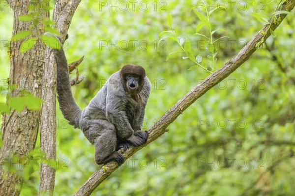 A common woolly monkey, brown woolly monkey, or Humboldt's woolly monkey (Lagothrix lagothricha)
