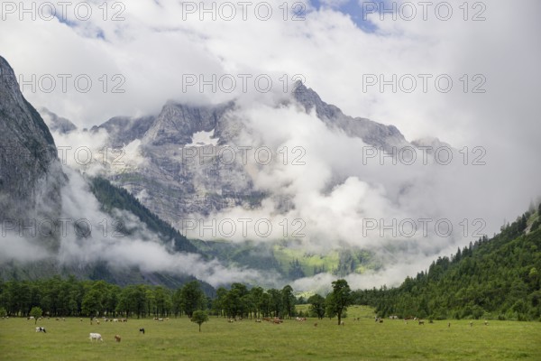 Cows stand between Sycamore maple trees, Acer pseudoplatanus, in summertime. Mountains in the
