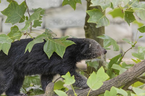 One binturong (Arctictis binturong), or bearcat balancing over branches framed by green leafs