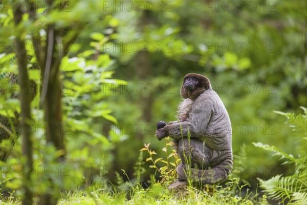 A common woolly monkey, brown woolly monkey, or Humboldt's woolly monkey (Lagothrix lagothricha)
