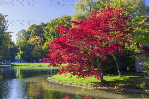 Prunus serrulata or Japanese cherry in autumn. Englischer Garten Munich