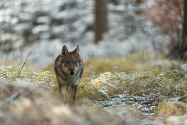 One young male eurasian gray wolf (Canis lupus lupus) running thru the snow-covered undergrowth of