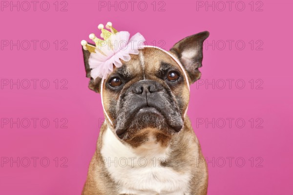 Portrait of fawn French Bulldog dog with princess crown headband on head in front of pink studio