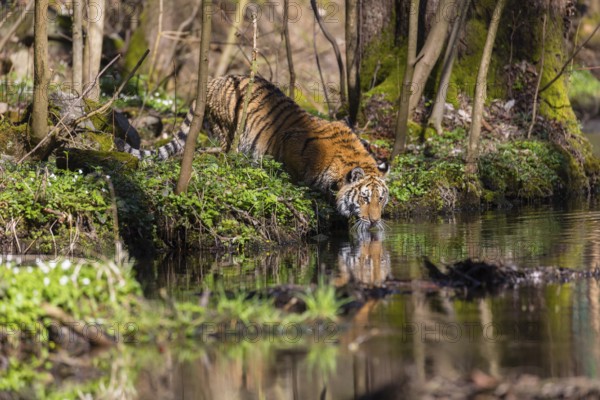 One young female Siberian Tiger, Panthera tigris altaica, standing on shore of a creek in a forest,