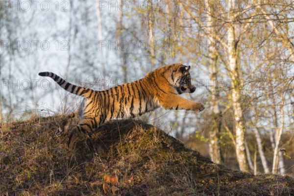 One young female Siberian Tiger, Panthera tigris altaica, running thru a birch tree forest. Hunting