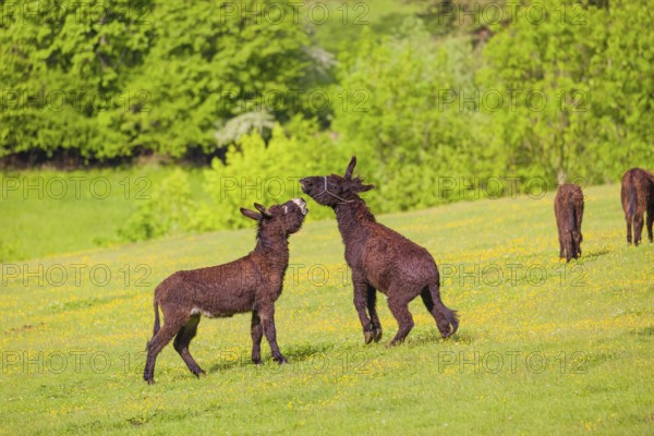 Two mixed breed donkey stallions fight