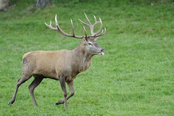 Stag with protruding antlers running on a green meadow, red deer (Cervus elaphus), Bavaria