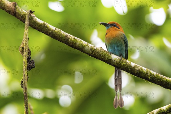 Cinnamon-breasted motmot (Baryphthengus martii), Guanacaste, Costa Rica, Central America