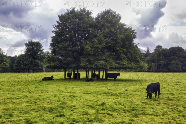 Black cattle seeking shelter from rain under trees in the park, shelter, rain clouds, Muckross