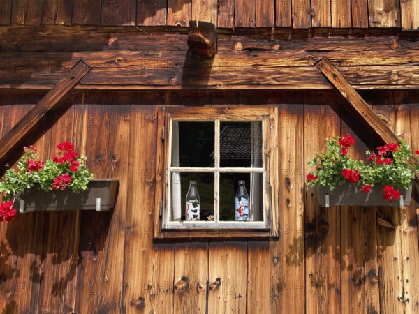 Window in the wooden wall of a rustic old alpine hut with geraniums, East Tyrol, Austria, Europe