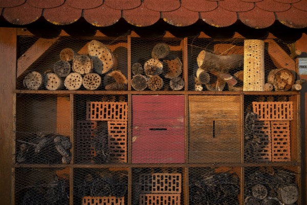 Insect hotel, bee hotel, Waiblingen, evening light, Baden-Württemberg, Germany, Europe