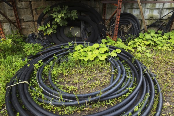Petasites - Butterbur plants growing amongst coiled flexible black plastic tubing on the ground in