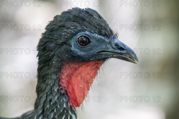 Crested guan (Penelope purpurascens), Aviario Nacional de Colombia, Via Baru, Province of