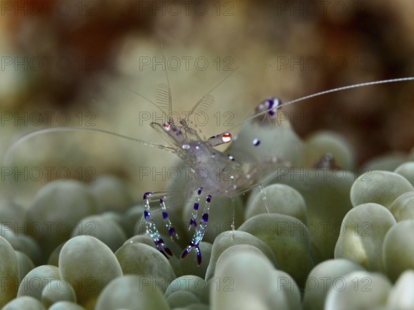 Crystal clear shrimp, Saravati anemone partner shrimp (Ancylomenes sarasvati), on green coral, dive