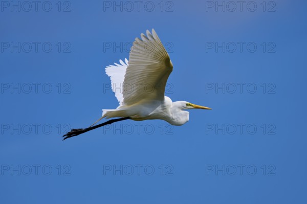 Great Egret (Egretta alba), flying against the blue sky, Black Point Wildlife Drive, Titusville,