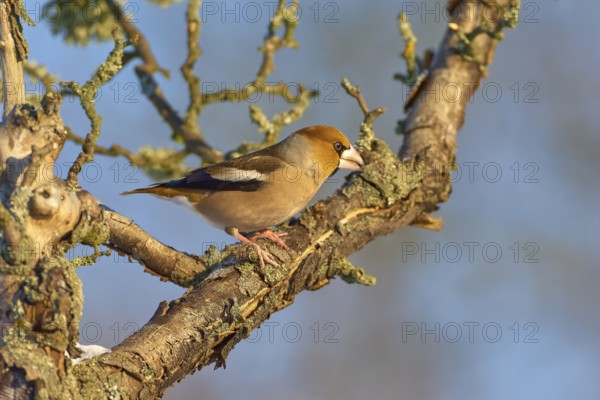 A hawfinch (Coccothraustes coccothraustes), sitting on a moss-covered branch in front of a blue