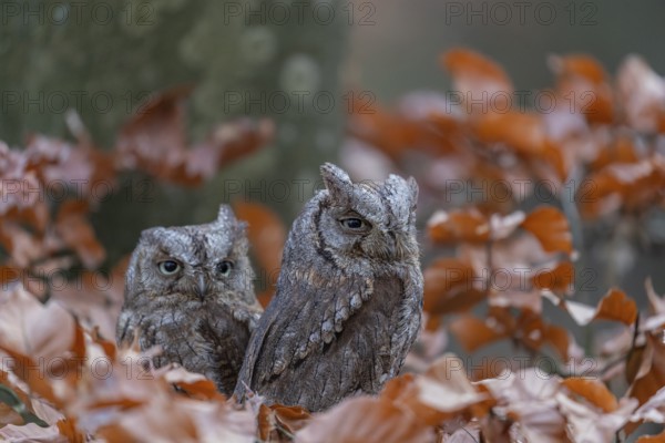 Two Eurasian scops owls (Otus scops)sitting on a twig of a beech tree, embedded in brown leafs