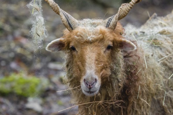 Portrait of a white Racka or Hortobágy Racka Sheep (Ovis aries strepsiceros hungaricus) with its
