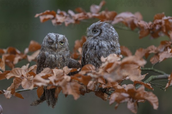 Two Eurasian scops owls (Otus scops)sitting on a twig of a beech tree, embedded in brown leafs