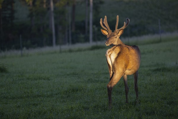 One Altai maral stag, Altai wapiti or Altai elk (Cervus canadensis sibiricus) standing on a meadow