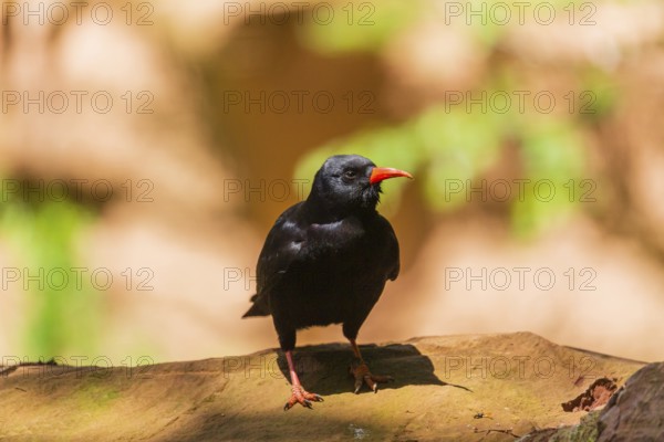 A Red-billed chough, Pyrrhocorax pyrrhocorax stands on a rock looking for food