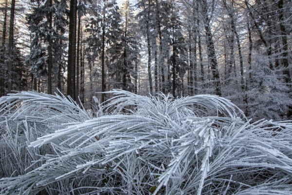 Winter, trees and ground cover with hoarfrost in the forest, mixed forest, Dossenheim,