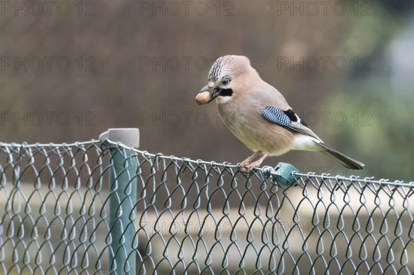 A jay (Garrulus glandarius) sitting on a metal fence with an acorn in its beak against a natural