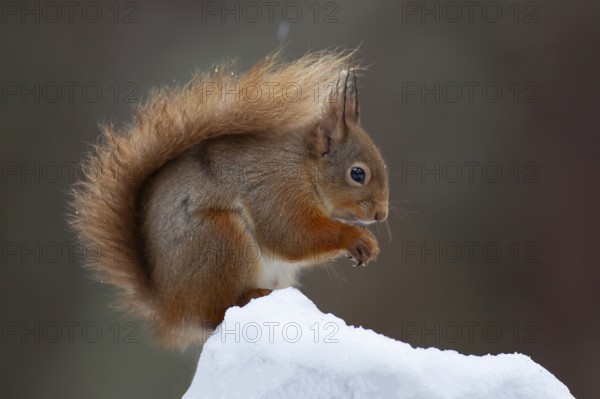 Red squirrel (Sciurus vulgaris) adult animal feeding on a nut on a tree stump covered in snow in
