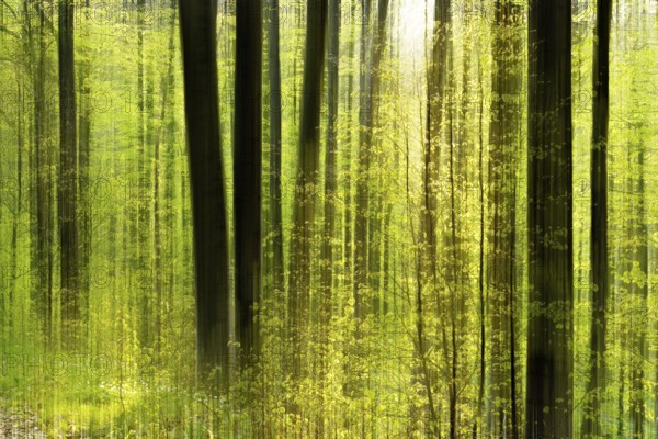 Forest study with multiple exposures, motion blur and digital processing, deciduous forest in