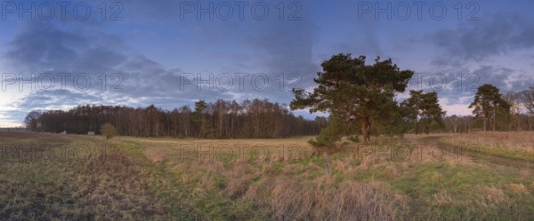 View across a field and meadow to a spruce (Picea) illuminated by the evening sun, clouds, blue