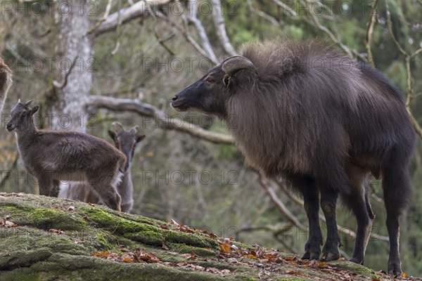 One male Himalayan Tahr (Hemitragus jemlahicus) standing in a forest. Green and yellow forest in