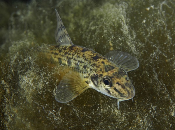 A gudgeon (Gobio gobio) with a striking pattern resting between aquatic plants, Zollbrücke dive