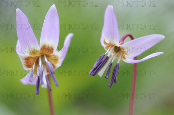 Dog's Fawn Lily (Erythronium dens-canis), Emsland, Lower Saxony, Germany, Europe