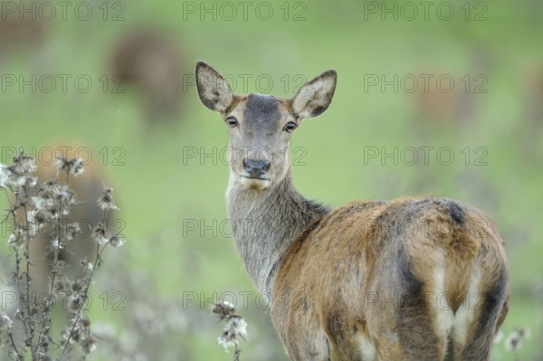 Rear view of a roe deer, looking slightly backwards, in natural grassland, red deer (Cervus