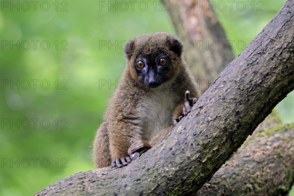 Red-bellied lemur (Eulemur rubriventer), adult, female, on tree trunk, alert, Madagascar, Africa