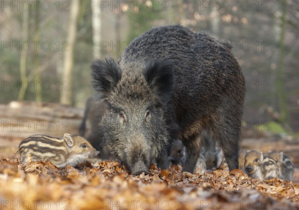 Wild boar, wild boar (Sus scrofa), a wild goat and young boar looking for food in the forest,