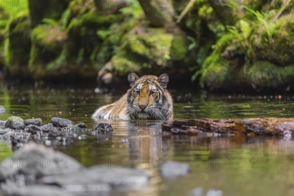 One young female Siberian Tiger, Panthera tigris altaica, lying resting in the cool fresh water of