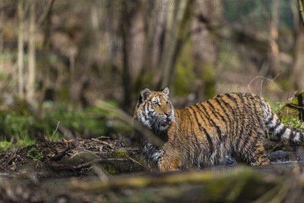 One young female Siberian Tiger, Panthera tigris altaica, standing on shore of a creek in a forest.