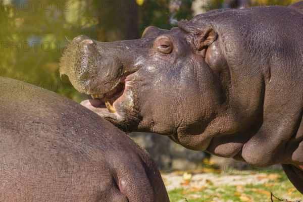 Two hippopotamus or hippo (Hippopotamus amphibius), standing on a river bank