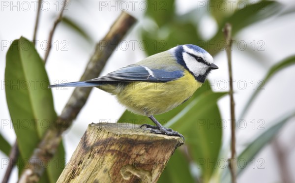 Blue tit (Cyanistes caeruleus) on a branch in cherry laurel, (Prunus laurocerasus)