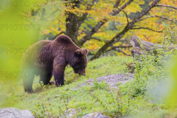 A young male brown bear (Ursus arctos arctos) stands on top of a small hill. Trees in fall foliage