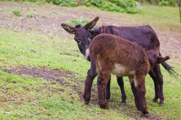 A female domestic donkey, Equus (africanus) asinus nurses her young on a green paddock