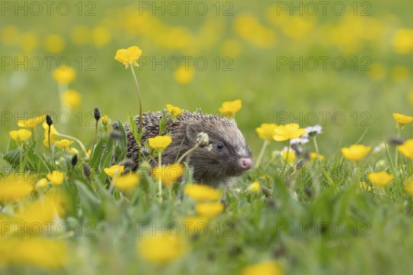 European hedgehog (Erinaceus europaeus) adult animal in a spring time meadow with flowering