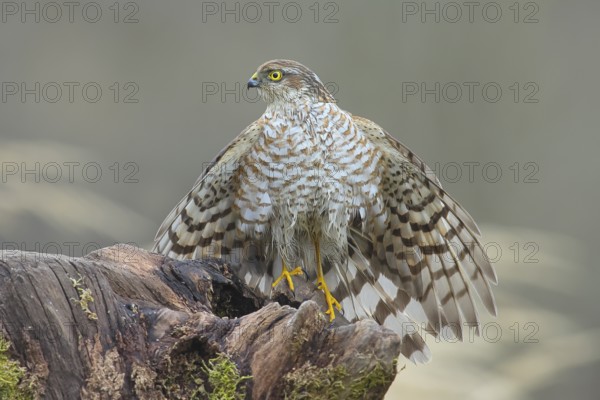 Sparrowhawk (Accipiter nisus) male, plumage drying, sitting on a root, wildlife, bird of prey,
