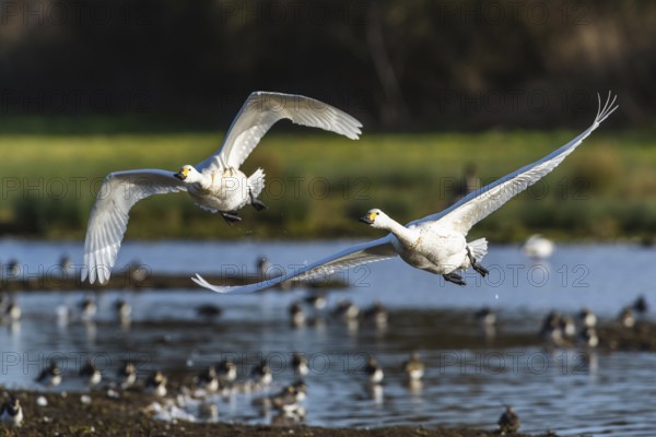 Tundra Swan, Bewick's Swan, Cygnus columbianus in flight at winter in Slimbridge, England, United