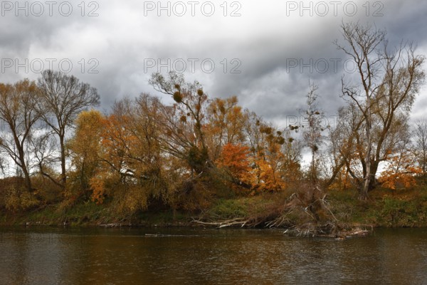 Autumn foliage colouring on the banks of the Mulde river near Dessau, Autumn atmosphere in the